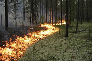 Развлечение  по мотивам сказки Маша и медведь