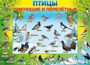 Экологический проект в старшей группе: «Перелётные и зимующие птицы».