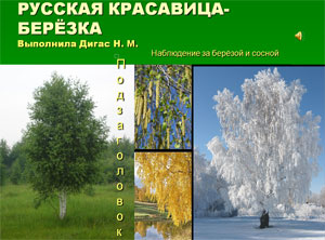 Методическая разработка конспекта по экспериментированию в совместной деятельности с детьми 4-5 лет с использованием мультимедийного пособия по теме: «Наблюдение за берёзой и сосной!»