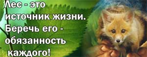 Конспект занятия — беседы по ОБЖ для детей средней группы на тему: «Берегите лес»