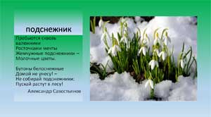 Презентация Первоцветы для старших дошкольников (5-7 лет)